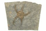 Ordovician Brittle Star (Ophiura) - Morocco #249055-1